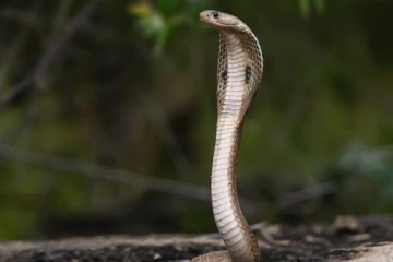 நாகப்பாம்பு தீண்டியதால் 4 வயது சிறுவன் உயிரிழப்பு