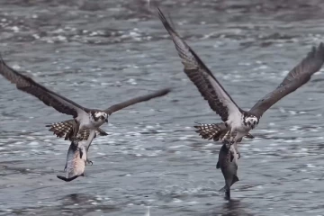 Viral Video: விமானம் போன்று பறந்து வந்த கழுகு! ராட்சத மீனை வேட்டையாடிய காட்சி