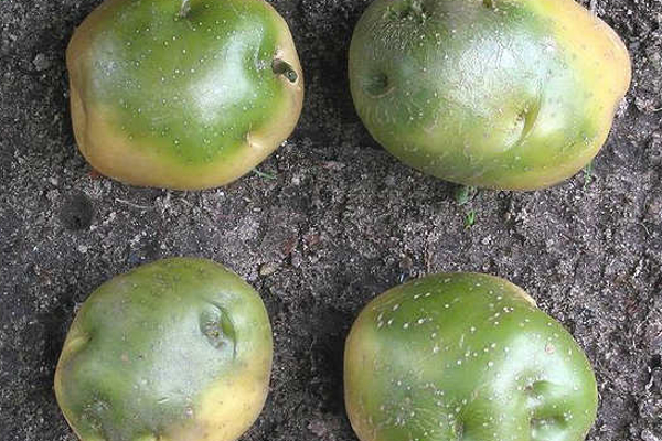 பச்சை நிற உருளைகிழங்கை சாப்பிடலாமா? அவசியம் தெரிஞ்சுக்கோங்க | Can You Eat Green Potatoes You Must Know பச்சை நிற உருளைகிழங்கை சாப்பிடலாமா? அவசியம் தெரிஞ்சுக்கோங்க | Can You Eat Green Potatoes You Must Know