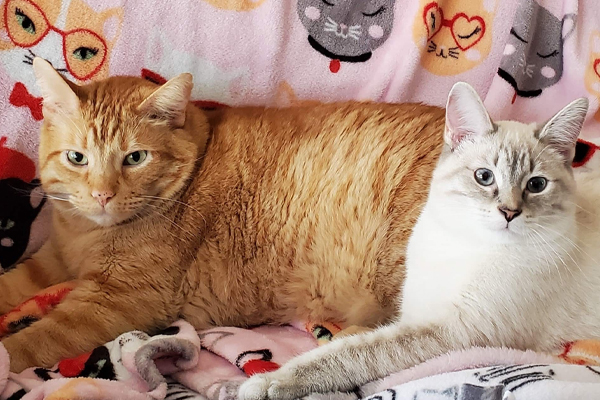 பூனையின் மீது கொண்ட காதலினால் தம்பதியினர் செய்த செயல் | A Couples Act Out Of Love For A Cat