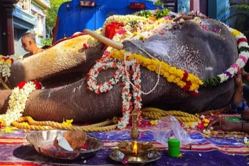 கோவில் யானைக்கு சுகரா? திடீரென்று மயங்கி விழுந்து உயிரிழந்த அதிர்ச்சி