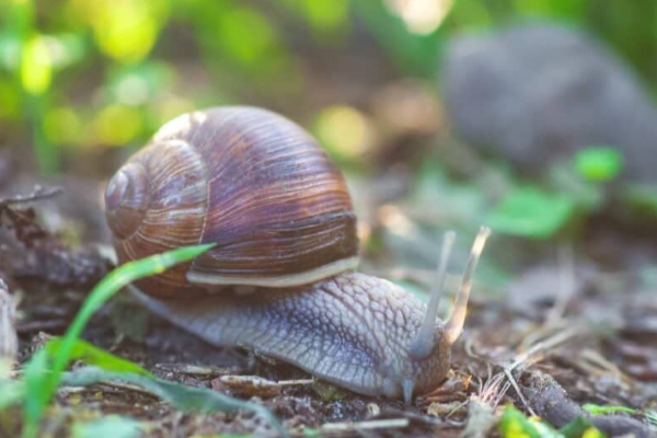 இந்த விலங்குகள் உங்கள் வீட்டிற்குள் வந்தால் கவனமாக இருக்க வேண்டுமாம் | We Should Be Carefull When These Insects Come Home