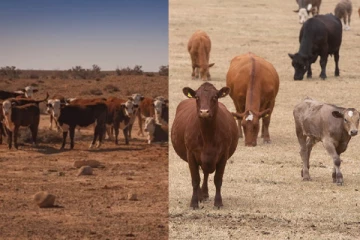 பிரித்தானியாவில் வறட்சியால் இறைச்சி உற்பத்தி பாதிக்கும் அபாயம்