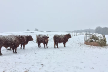 கடுங்குளிரால் 2,60,000 கால்நடைகள் உயிரிழப்பு; எந்த நாட்டில் தெரியுமா!