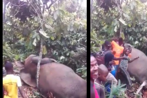 elephant-viral-video