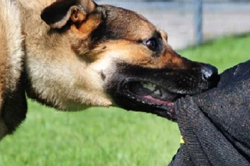 விலங்குகளால் உயிரிழந்தவர்களின் எண்ணிக்கை அதிகரிப்பு