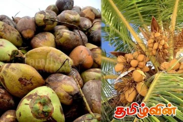 தேங்காய் தட்டுப்பாடு: ஆரம்பிக்கப்பட்டுள்ள புதிய திட்டம்