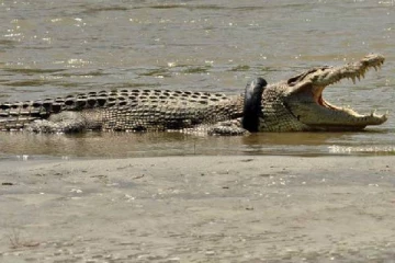 கழுத்தில் டயரோடு 6 ஆண்டுகள் அவதிப்பட்ட முதலை