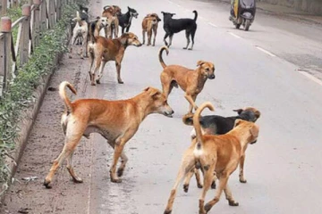 கொன்று புதைக்கப்பட்ட 2800 நாய்கள் ; பிள்ளைகளுக்காக சிறைக்கு செல்லவும் தயார்