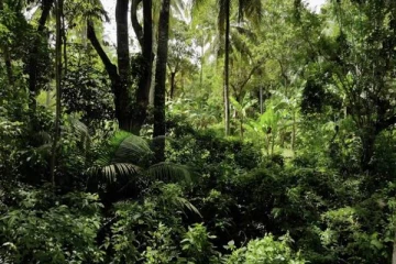 தமிழர் பகுதியில் காட்டுக்குச் சென்ற குடும்பஸ்தருக்கு நேர்ந்த அதிர்ச்சி சம்பவம்!