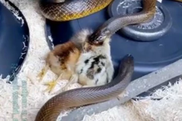 விஷ பாம்புகளிடம் சிக்கிய சின்ன கோழிக்குஞ்சுகள்.... இறுதியில் பாம்புக்கே உணவாக மாறிய சோகம்!