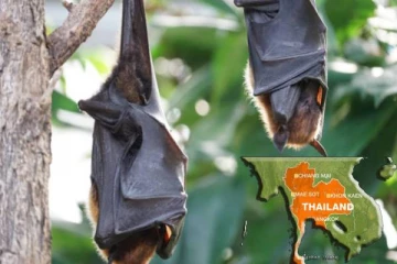 தாய்லாந்தில் வௌவால்கள் மத்தியில் மனிதர்களுக்கு ஆபத்தான புதிய வைரஸ்