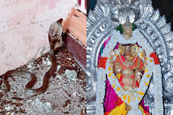 யாழ் நயினை அம்பாள் ஆலயத்தில் வியக்க வைத்த பாம்புகள்; மெய்சிலிர்த்த பக்தர்கள்! (Photos) | Snakes That Amazed Jaffa Nainathivu Ambal Temple