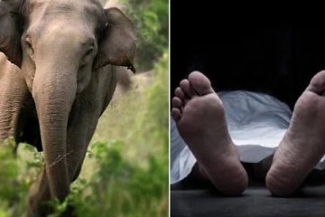 காட்டு யானை தாக்கியதில் சம்பவ இடத்திலேயே நபர் ஒருவர் பலி