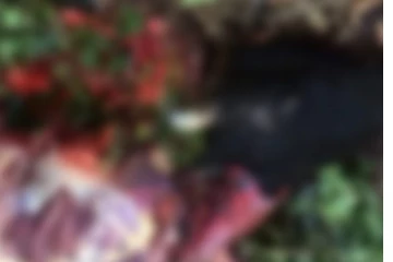 නිවසකට පැමිණ ගවයෙක් ඝාතනය කරයි - මෙරටින් ඇසෙන අතිශය සංවේදී පුවත..