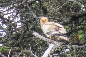 150 ஆண்டுகளில் பிரித்தானியாவில் முதன்முறையாக தென்பட்ட அபூர்வ பறவை
