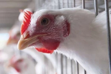 கனடாவில் பறவைக் காய்ச்சல் காரணமாக 1 மில்லியன் பறவைகள் பலி எங்கு தெரியுமா?