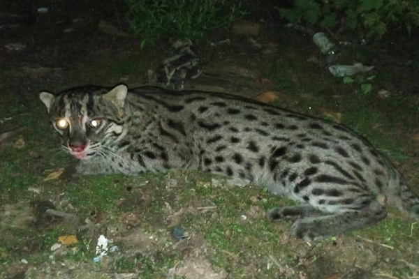 சருகுப்புலியை மோதித்தள்ளிய மகிழுந்து | Tiger Had An Accident