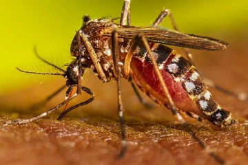 வங்காளதேசத்தில் 2 ஆயிரத்துக்கும் மேற்பட்டோர் டெங்குவால் பாதிப்பு