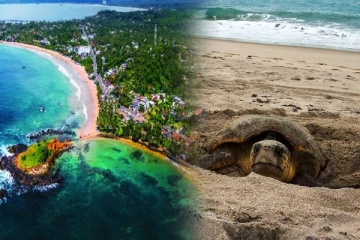 இலங்கையை சூழவுள்ள ஆழ்கடலில் பாரிய வெடிப்பு: திடீரென உயிரிழந்து கரையொதுங்கும் ஆமைகள்