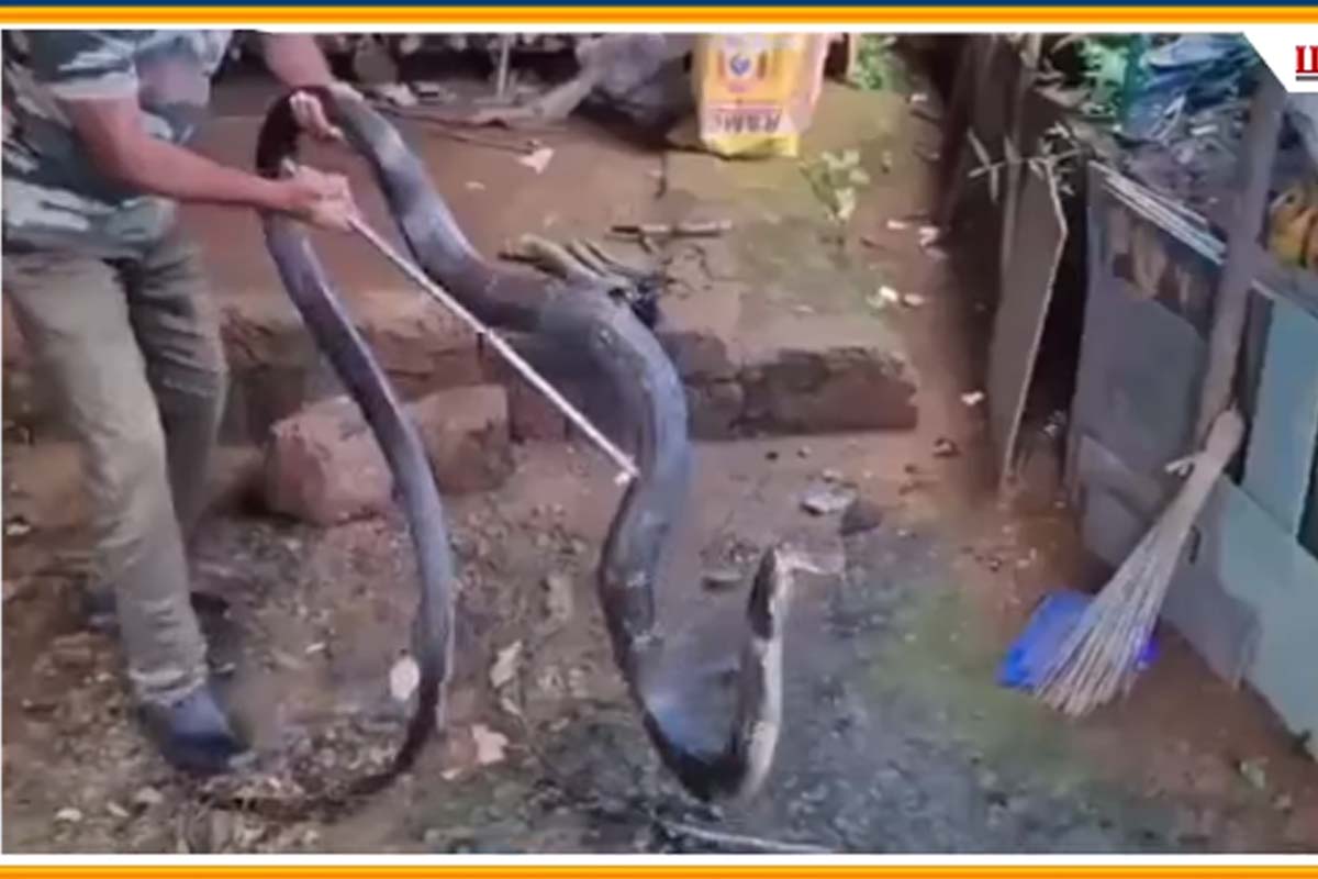 Viral Video: விறகு கொட்டகையில் பதுங்கிய ராஜநாகம்... நடுநடுங்க வைக்கும் காட்சி | King Cobra Hide In House Shocking Video Viral Video: விறகு கொட்டகையில் பதுங்கிய ராஜநாகம்... நடுநடுங்க வைக்கும் காட்சி | King Cobra Hide In House Shocking Video