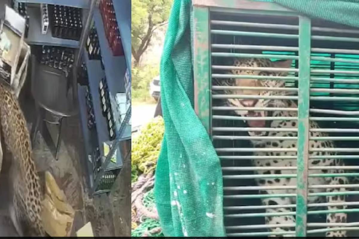 ராஜஸ்தானில் கடைக்குள் புகுந்து ஊழியரைத் தாக்கிய சிறுத்தையால் பரபரப்பு | Leopard Enters Shop And Attacks Employee Rajasthan ராஜஸ்தானில் கடைக்குள் புகுந்து ஊழியரைத் தாக்கிய சிறுத்தையால் பரபரப்பு | Leopard Enters Shop And Attacks Employee Rajasthan