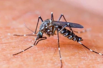 பதுளையில் உயர்ந்து வரும் டெங்கு தொற்றாளர்களின்  எண்ணிக்கை