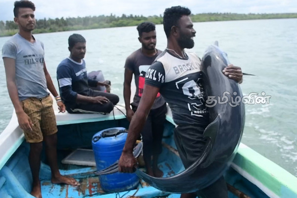 புத்தளம் வண்ணாத்திவில்லு பகுதியில் கரையொதிங்கிய டொல்பின்கள்(Photos) | Dolphins In Puttalam Vannathivillu Area