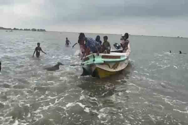 முதல் முறையாக கடற்கரையை நோக்கி படையெடுத்த டொல்பின் கூட்டம் ; காணக் குவிந்த மக்கள் | Dolphin Swarm Moves Toward Mannar Coast முதல் முறையாக கடற்கரையை நோக்கி படையெடுத்த டொல்பின் கூட்டம் ; காணக் குவிந்த மக்கள் | Dolphin Swarm Moves Toward Mannar Coast