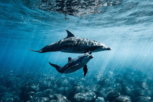 නිමක් නොවන දරු සෙනෙහසේ අරුමය කියන 