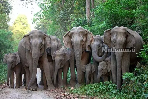 காட்டு யானைகளின் அட்டகாசத்தால் இருவர் உயிரிழப்பு | Elephant Attacks Kill 2 In Sri Lanka