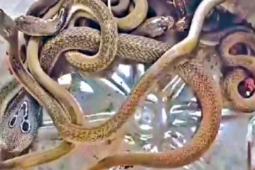 வீட்டுச்சுவர் ஓட்டையில் பெரிய நாகப்பாம்புடன் 32 குட்டிகள் - அடுத்து நடந்த சம்பவம்!