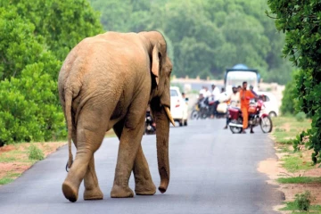 காட்டு யானைகளுக்கு உணவு வழங்கினால் வழக்கு ; வனஜீவராசிகள் திணைக்களம் எச்சரிக்கை