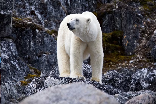 கனடாவில் உணவுதேடி செல்லும் பனிக்கரடிகள் | Polar Bears Foraging In Canada
