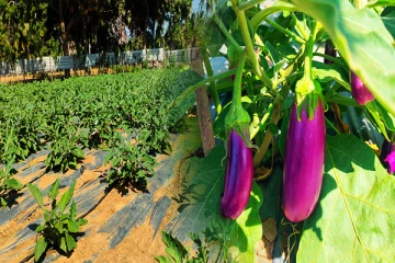 90 வீதம் நீரை மீதப்படுத்தும் மாதிரி மரக்கறிச் செய்கை வெற்றி