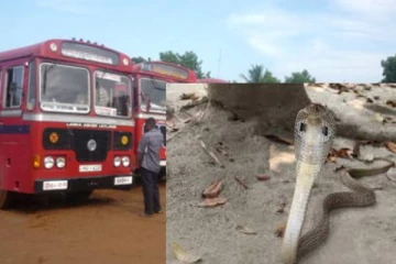 யாழிலிருந்து வவுனியா சென்ற அரச பேருந்தில் நாகப்பாம்பு! பீதியடைந்த பயணிகள்