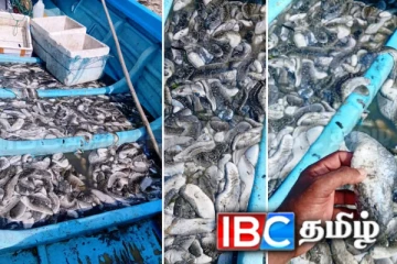 கடலட்டை பண்ணையாளர்களின் வாழ்வாதாரம் பாரிய நெருக்கடியில்! 160 மில்லியன் ரூபா இழப்பு