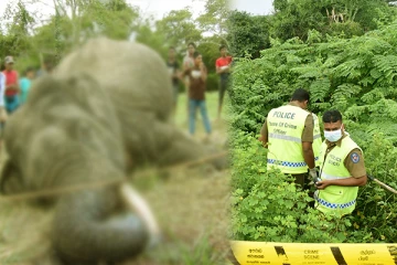 புத்தளத்தில் சடலமாக மீட்கப்பட்ட கொம்பன் யானை