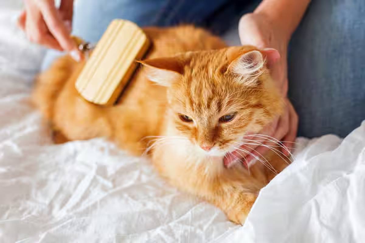 பூனைக்கு சாப்பாடு ஊட்டியே ரூ.72 லட்சம் சம்பாதித்த இளைஞன் | Man Earns Rs 20 Lakhs From Cat Grooming Service பூனைக்கு சாப்பாடு ஊட்டியே ரூ.72 லட்சம் சம்பாதித்த இளைஞன் | Man Earns Rs 20 Lakhs From Cat Grooming Service