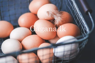 බිත්තරයක් මිල තවත් අඩුවෙයි. - එක් අයෙකුට මිලදී ගත හැකි බිත්තර ප්‍රමාණයත් සීමා වෙයි.