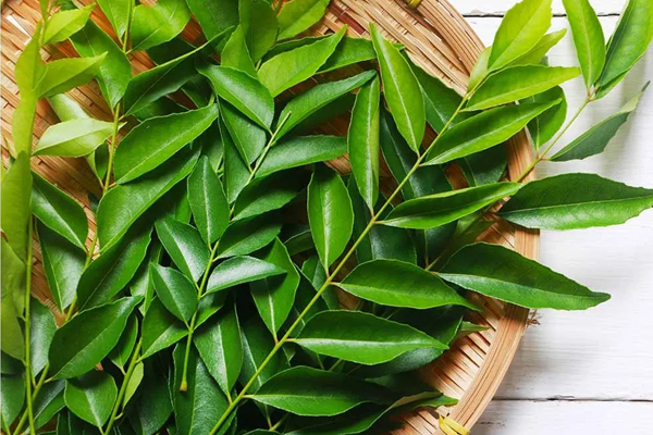 கிராமத்து ஸ்டைல் கறிவேப்பிலை பொடி... இட்லி, தோசைக்கு தனி ருசிதான் | How To Make Village Style Curry Leaves Ildy Podi