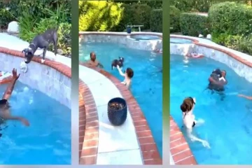 நீந்தவே தெரியாத நாய் எஜமானாரை காப்பாற்ற குளத்தில் குதிப்பு! வைரலாகும் வீடியோ