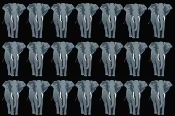 Optical illusion:ஒரே மாதியான யானைக் கூட்டத்தில் வித்தியாசமான யானை எங்கே உள்ளது.?