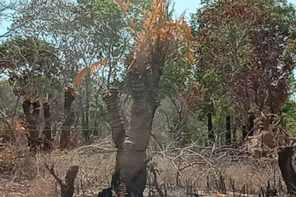 மட்டக்களப்பில் தீயிட்டு அழிக்கப்படும் காட்டு மரங்கள்! | Wild Trees To Be Destroyed By Fire In Batticaloa மட்டக்களப்பில் தீயிட்டு அழிக்கப்படும் காட்டு மரங்கள்! | Wild Trees To Be Destroyed By Fire In Batticaloa