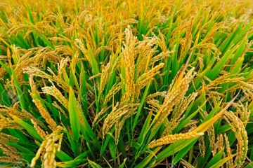 விவசாயிகளிடமிருந்து நெல் கொள்வனவு