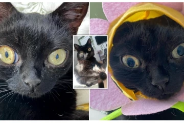 அமெரிக்காவில் ஒருநாள் மேயராக பதவியேற்ற பூனை!