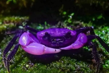 பூங்காவில் அரிய ஊதா நிற நண்டு கண்டுபிடிப்பு.., எந்த நாட்டில் தெரியுமா?