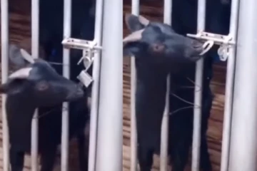 அடேய்... எங்கள என்ன நெனசிங்க... வீடியோவில் வரும் ஆடு செஞ்ச வேலையை பாருங்க! அசந்துடுவீங்க...