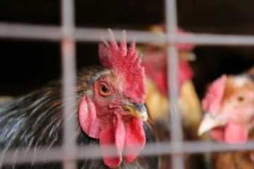 குழந்தைகளுக்கு கோழி ரத்தம்.. சீனாவில் பிரபலமாகி வரும் ‘சிக்கன் பேரண்டிங்’!