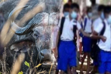 எருமை மாடுகள் முட்டியதால் ஐந்து மாணவர்கள் வைத்தியசாலையில் அனுமதி